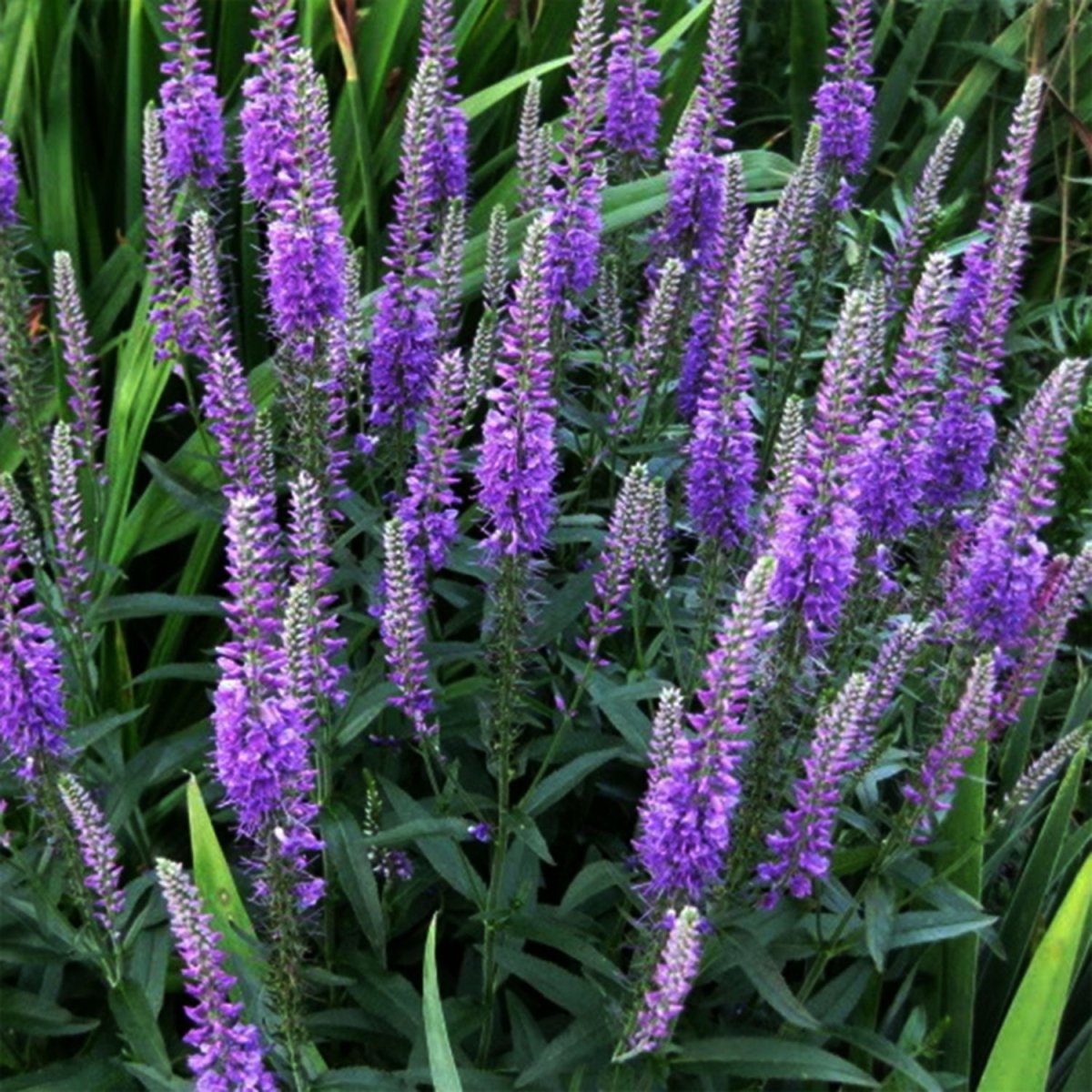 Purpleicious Speedwell - LandscapeDirect