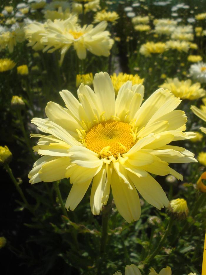 Real Dream Shasta Daisy - LandscapeDirect