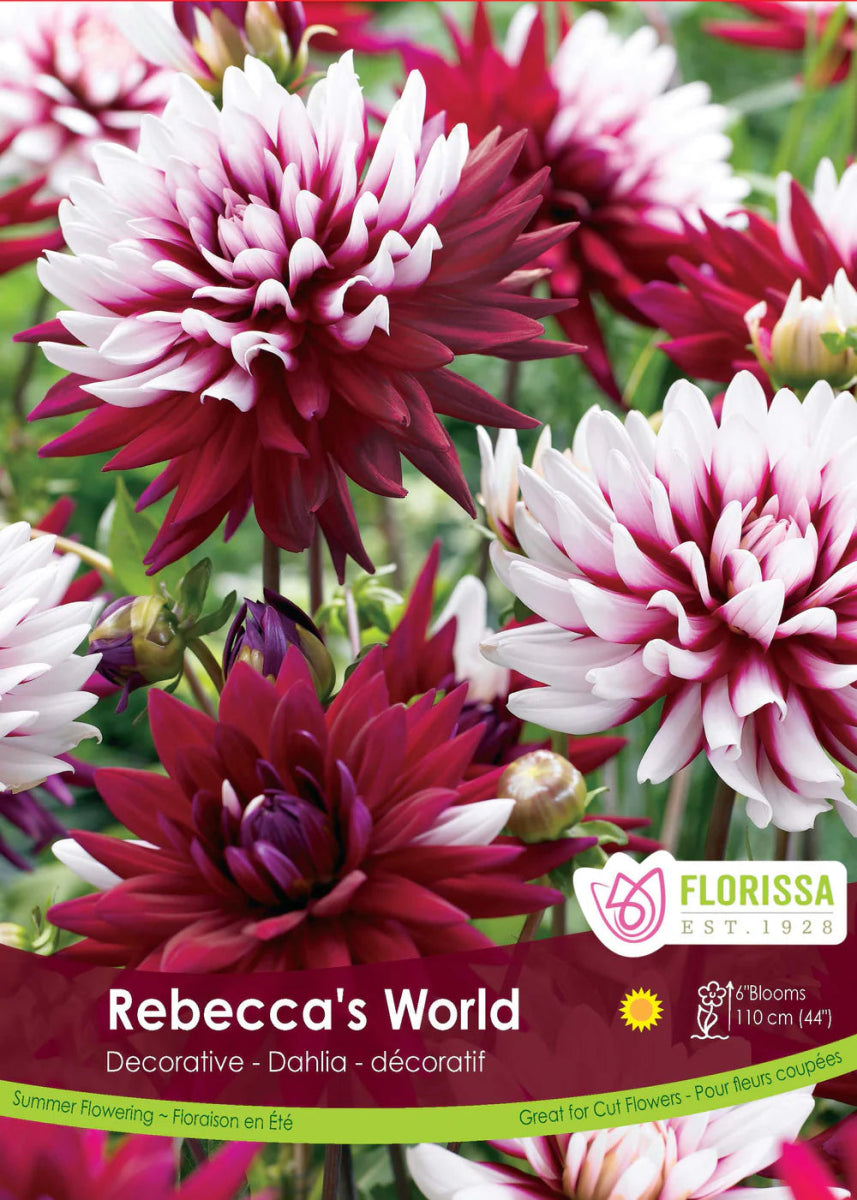 Rebecca's World Decorative Dahlia - LandscapeDirect