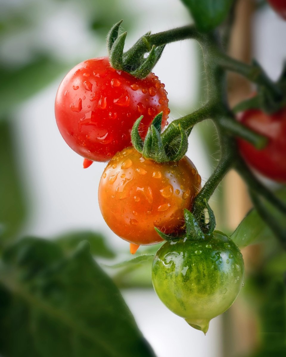 Red Cherry Tomato - LandscapeDirect