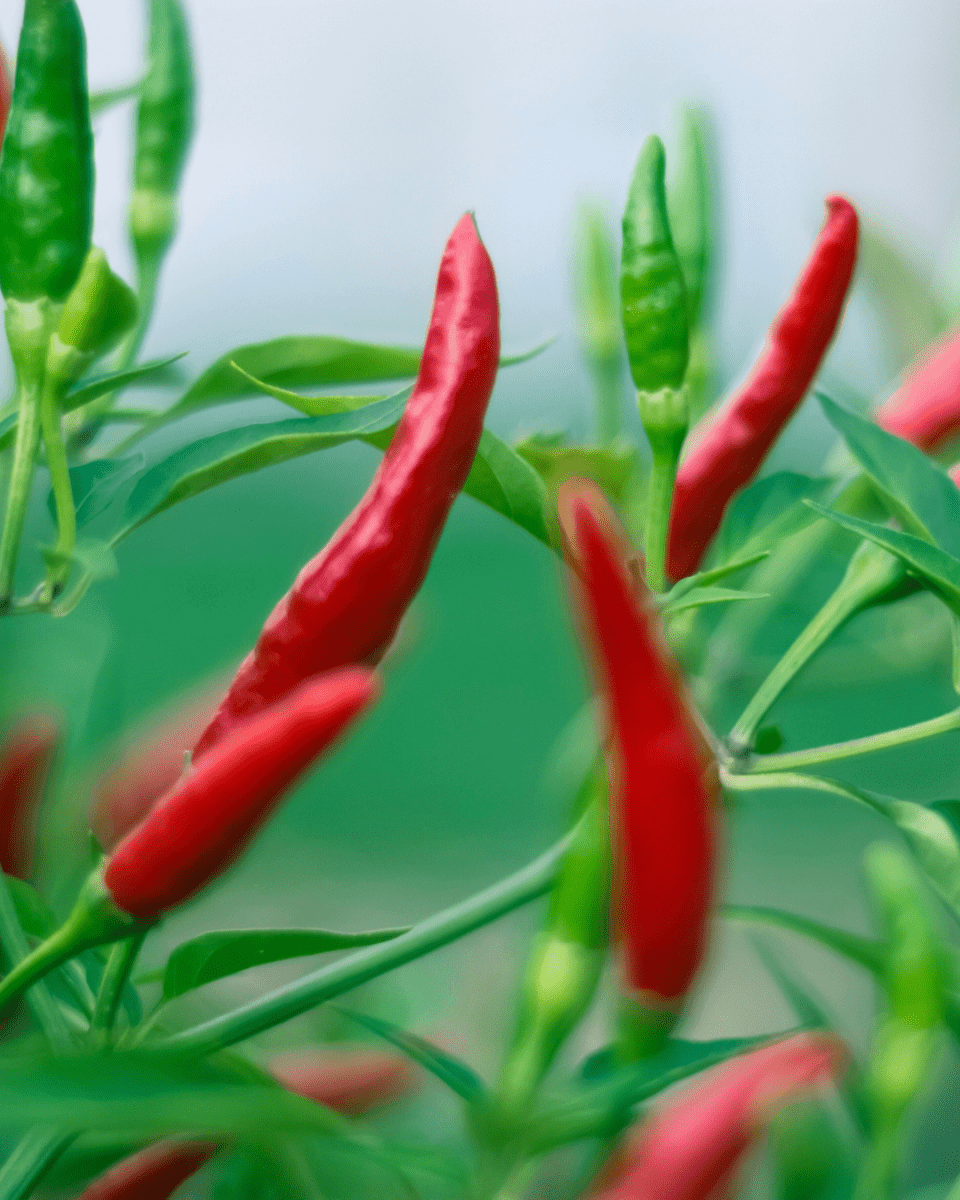 Red Chili Pepper - LandscapeDirect