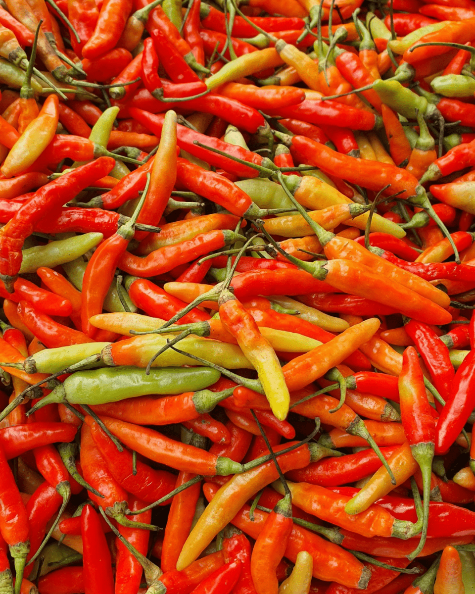 Red Chili Pepper - LandscapeDirect