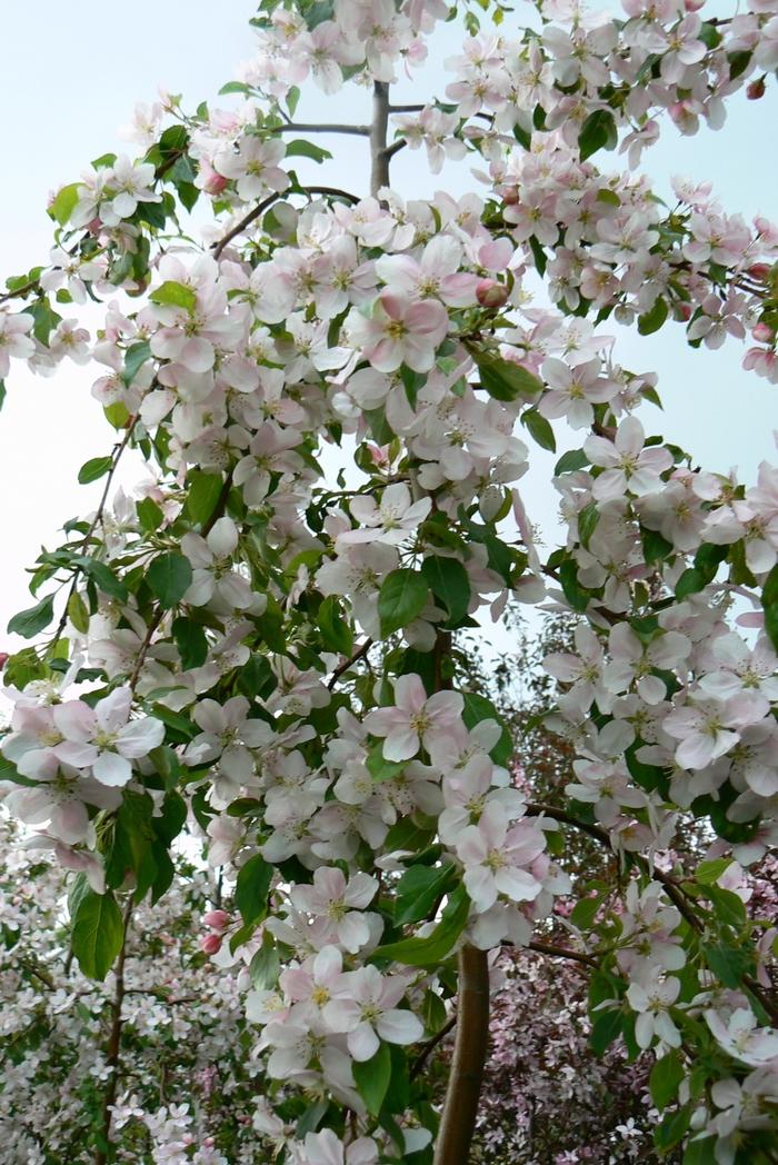 Red Jade Crabapple - LandscapeDirect