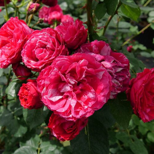 Red Stripe® Landscape Rose - LandscapeDirect
