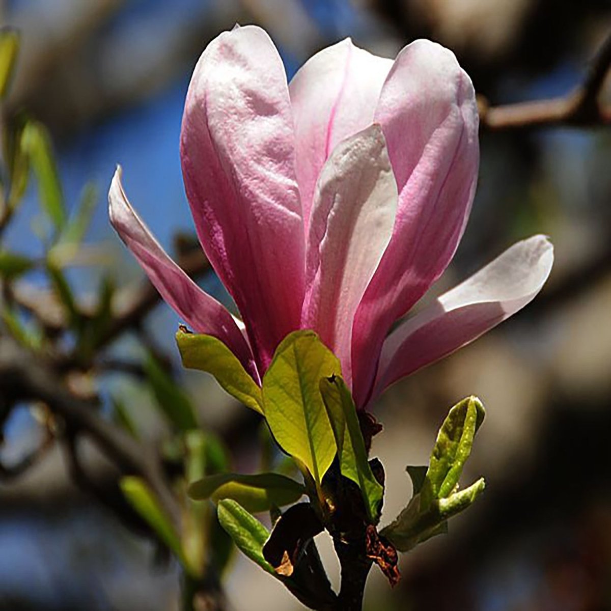 Rickii Magnolia - LandscapeDirect