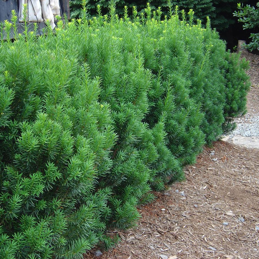 Rising Star Hybrid Yew - LandscapeDirect