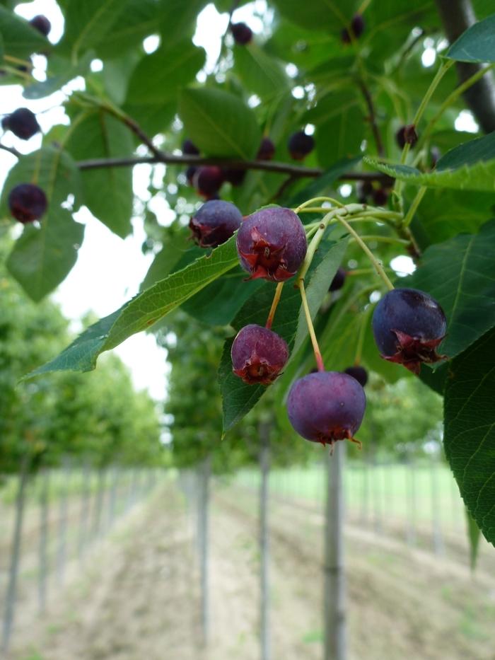 Robin Hill Serviceberry - LandscapeDirect