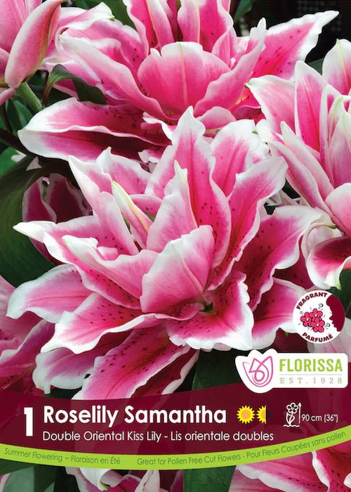 Roselily Samantha Double Oriental Lily - LandscapeDirect