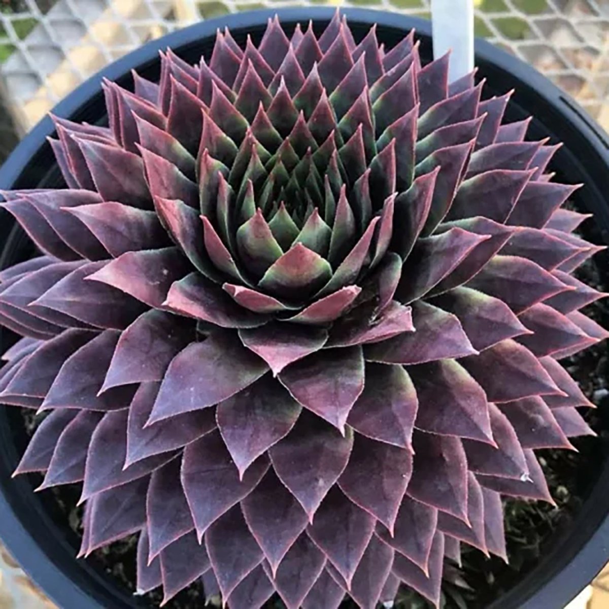 Ruby Hen and Chicks - LandscapeDirect