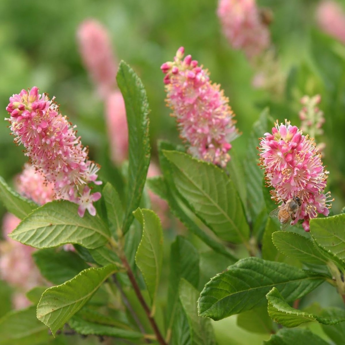 Ruby Spice Summersweet - LandscapeDirect