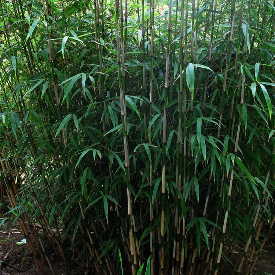 Rufa Bamboo - LandscapeDirect