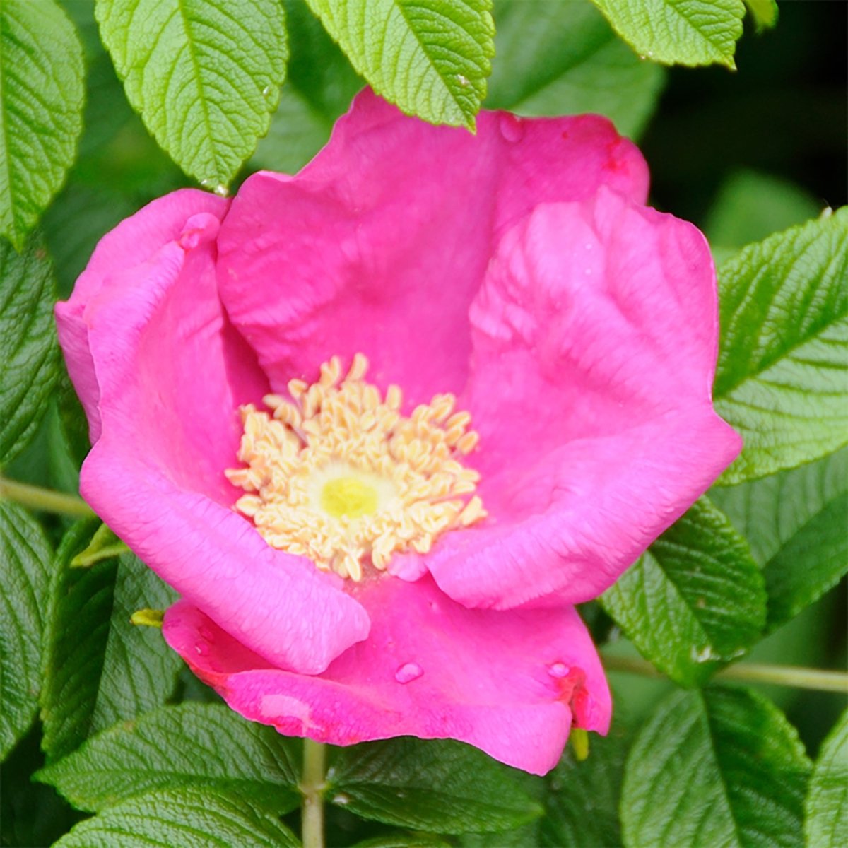 Rugosa Rose - LandscapeDirect
