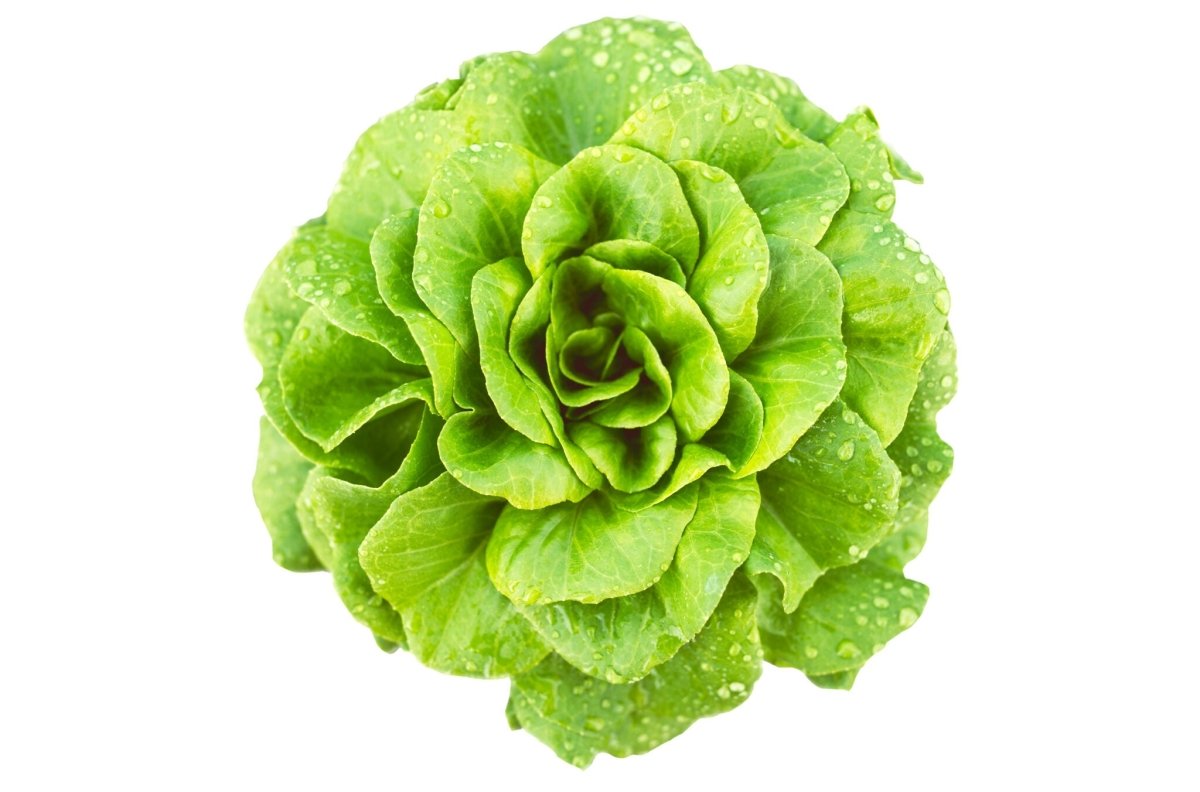 Salanova® Butterhead Green Lettuce - LandscapeDirect