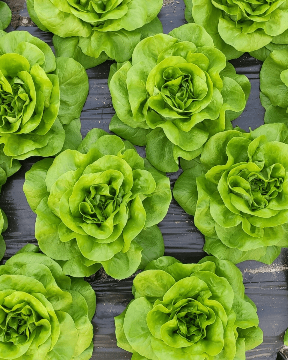 Salanova Crispy Green Lettuce - LandscapeDirect