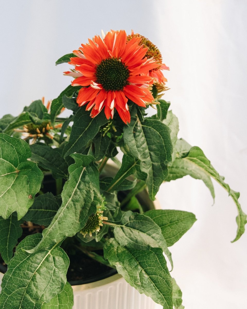 Salsa Red Coneflower - LandscapeDirect