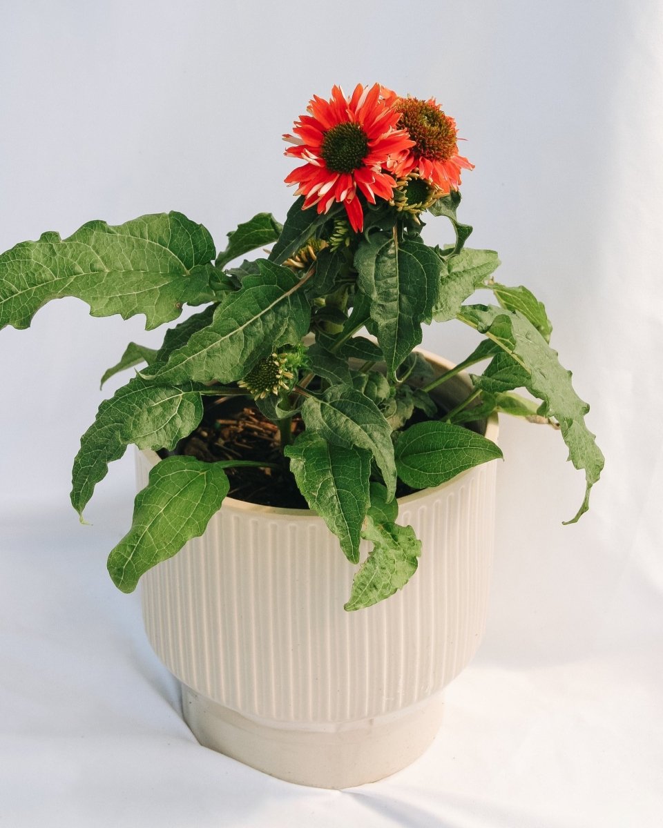 Salsa Red Coneflower - LandscapeDirect