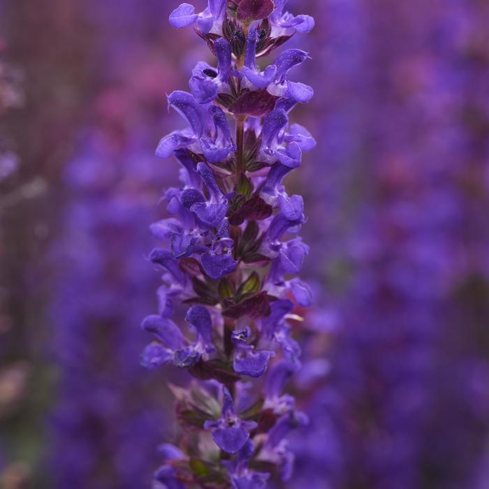 Salvatore Blue Meadow Sage - LandscapeDirect