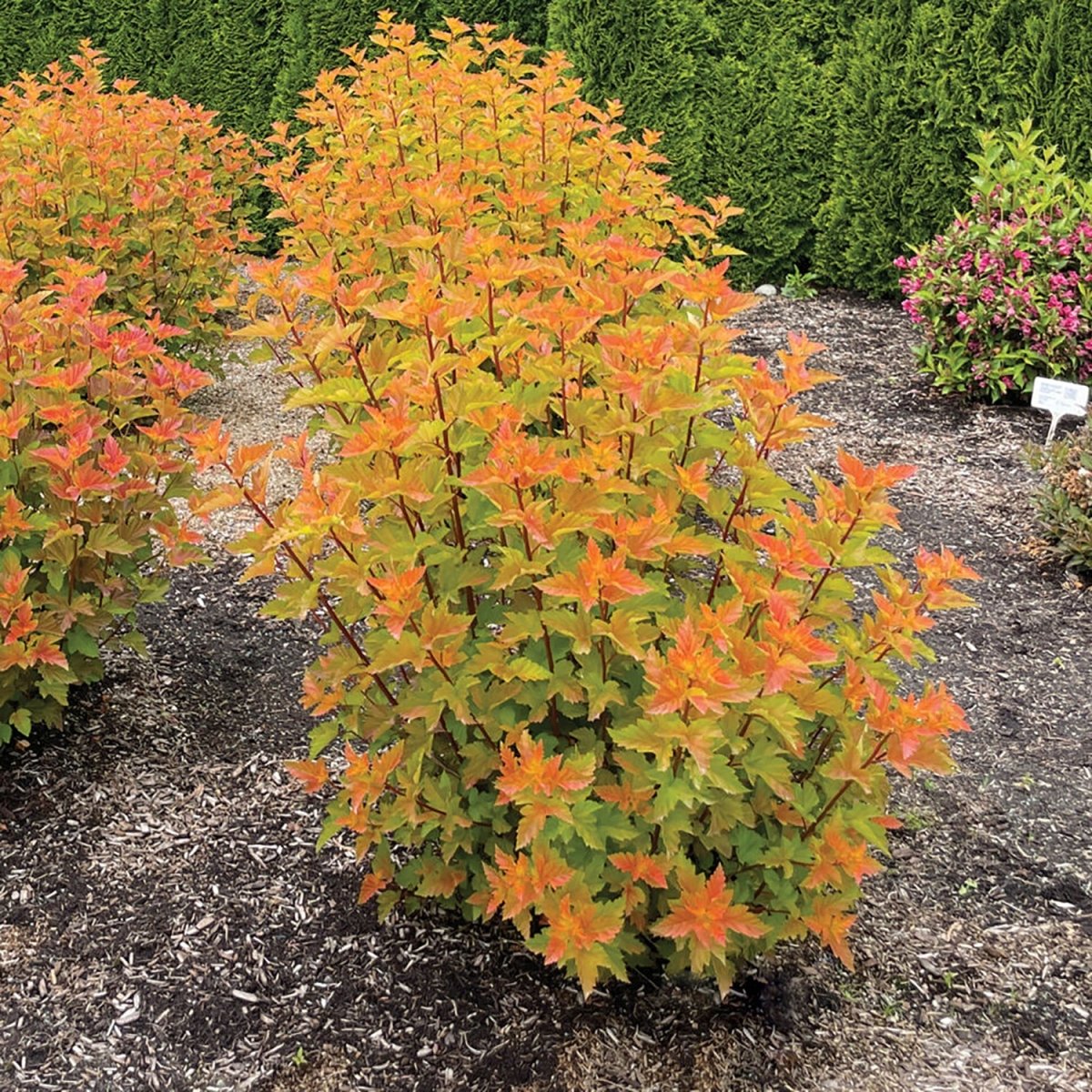 Savannah Sunset Ninebark – LandscapeDirect