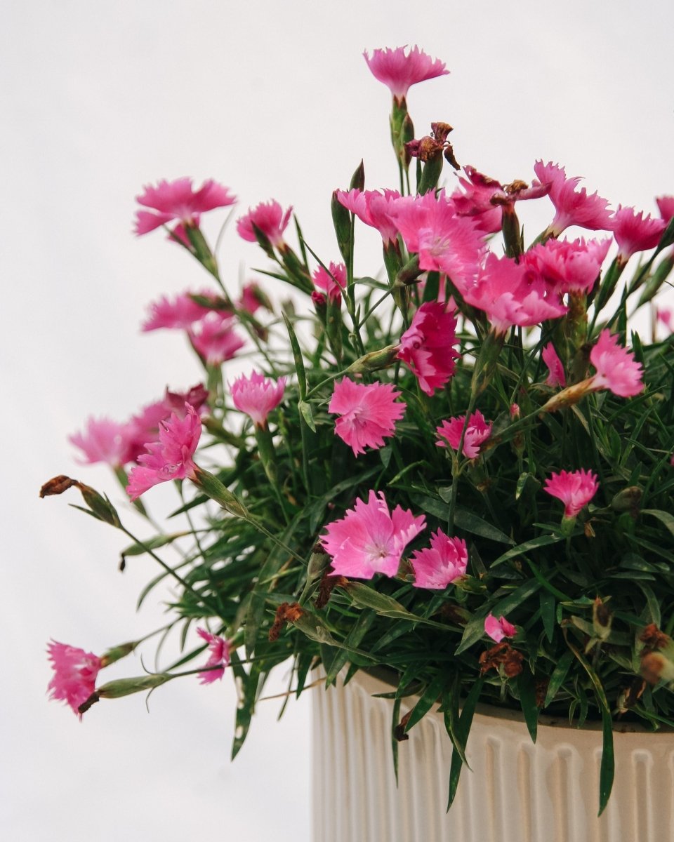 Scarlet Kahori Pinks - LandscapeDirect