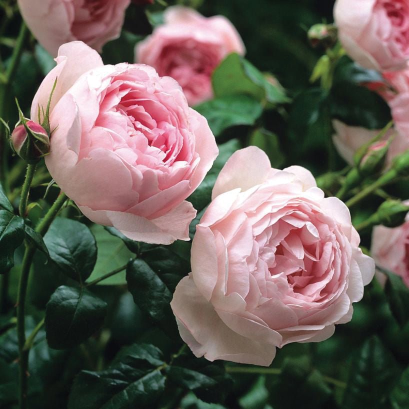 Sceptered Isle English Rose - LandscapeDirect
