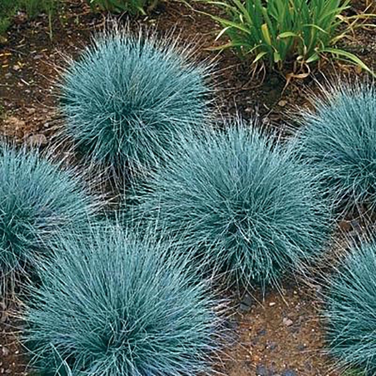 Select Blue Fescue - LandscapeDirect