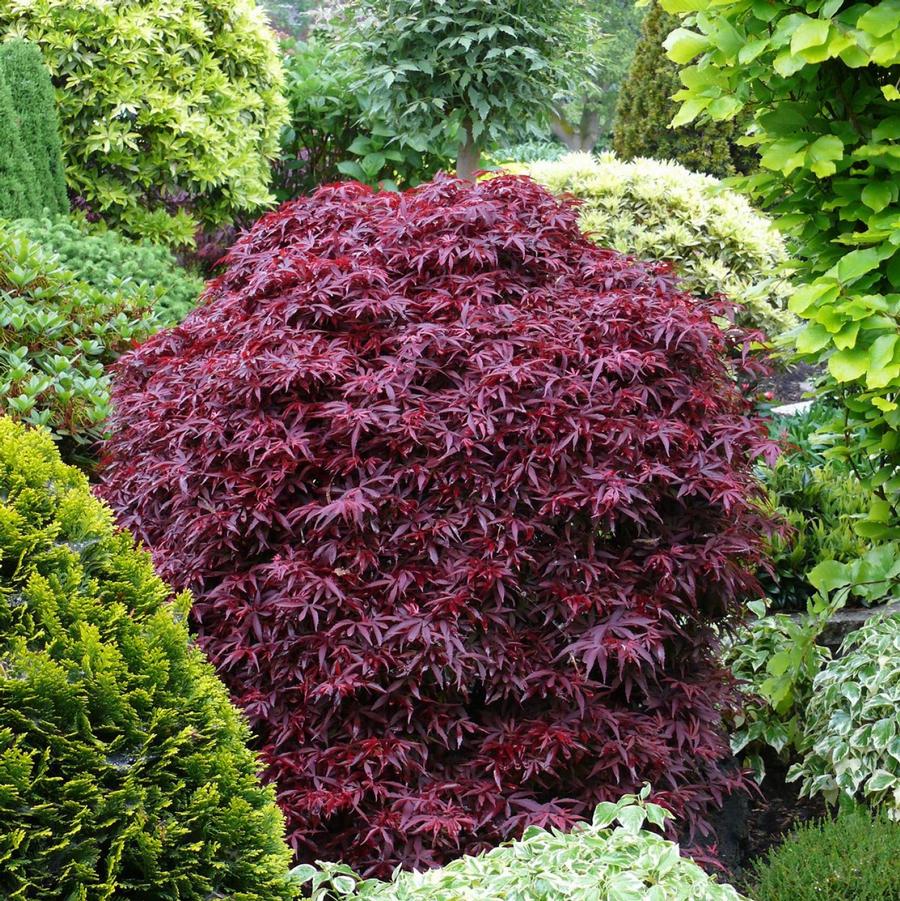 Shaina Japanese Maple - LandscapeDirect