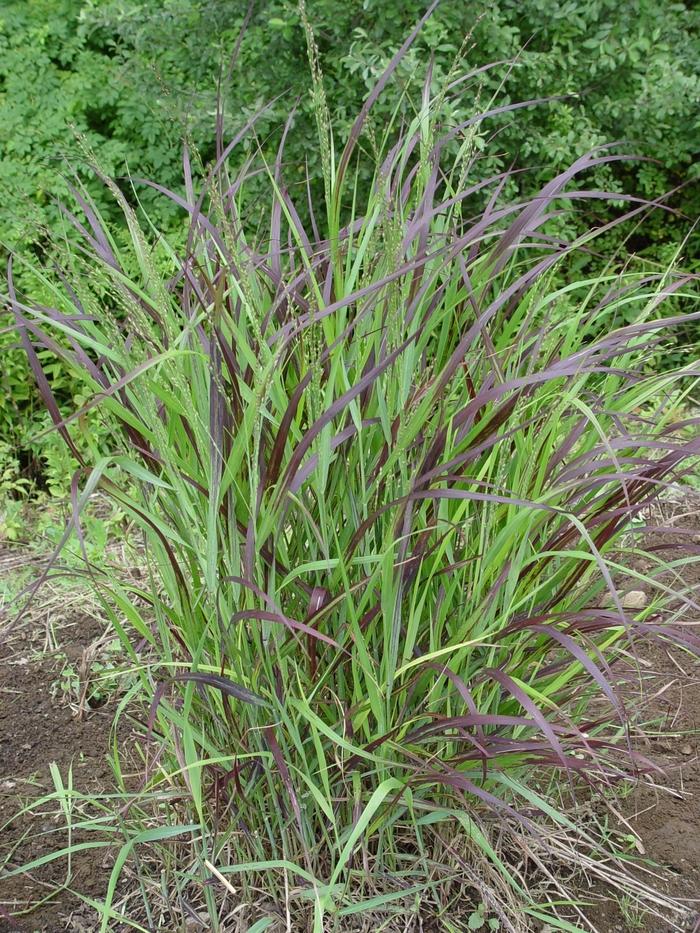 Shenandoah Switchgrass - LandscapeDirect