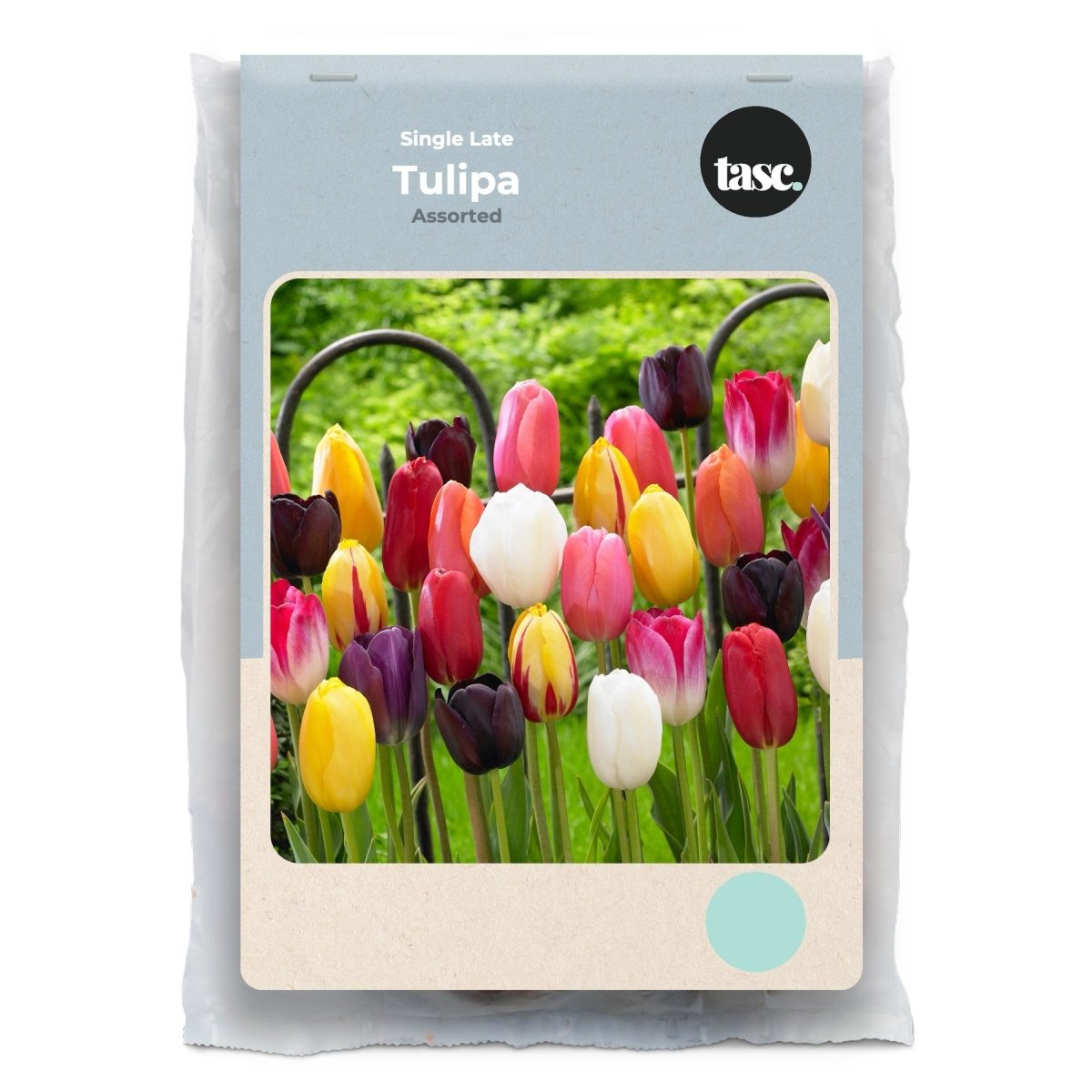 Single Late Assorted Tulip - LandscapeDirect