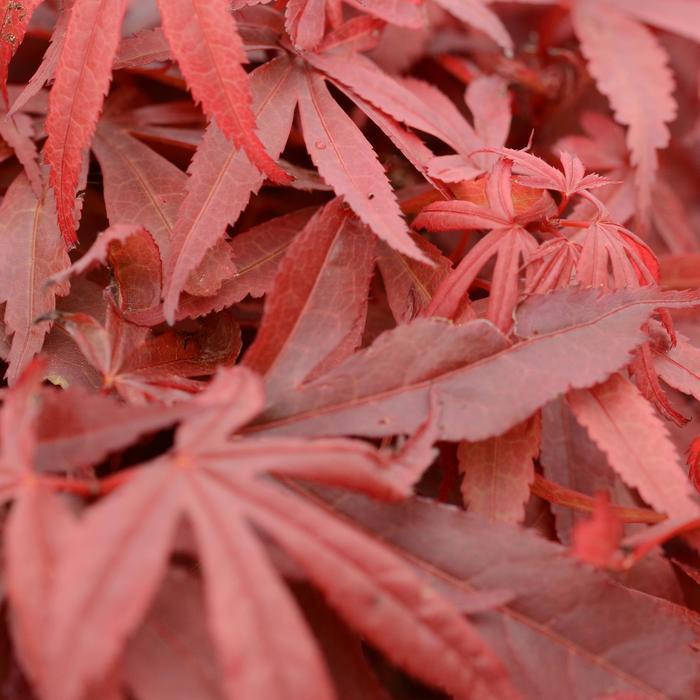 Skeeter's Broom Japanese Maple - LandscapeDirect