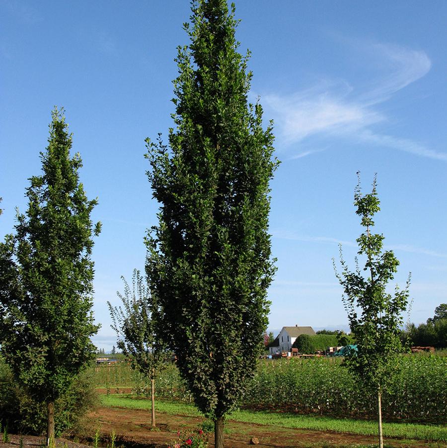 Skinny Genes Oak - LandscapeDirect