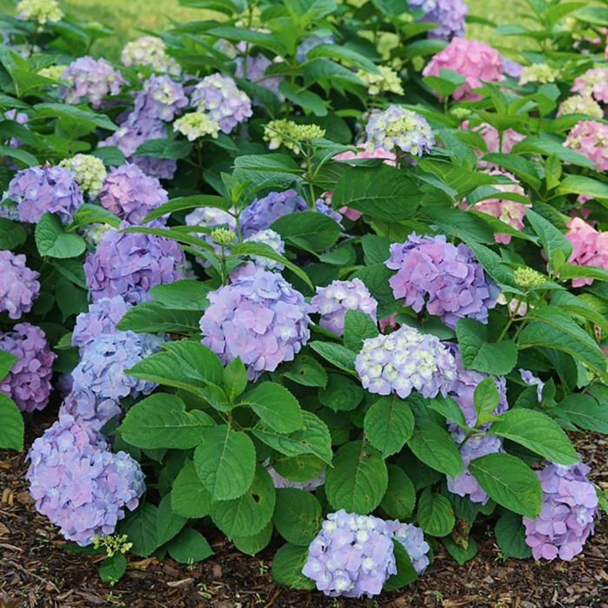Sky View Hydrangea – LandscapeDirect