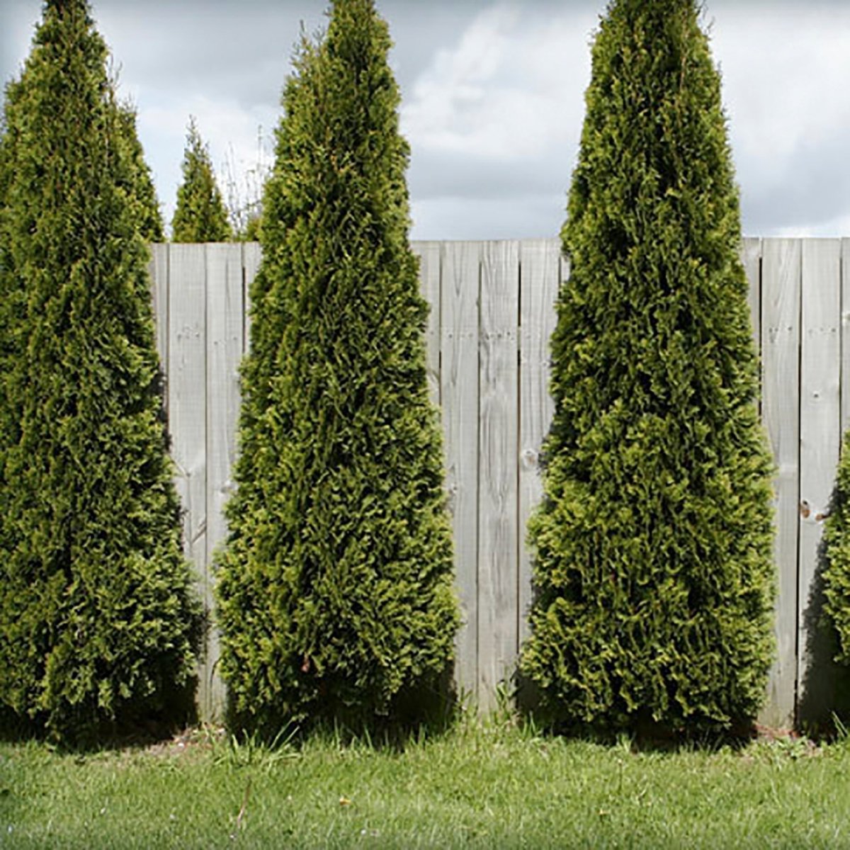 Skybound Arborvitae - LandscapeDirect