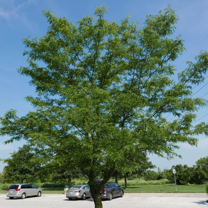 Skyline Honeylocust - LandscapeDirect