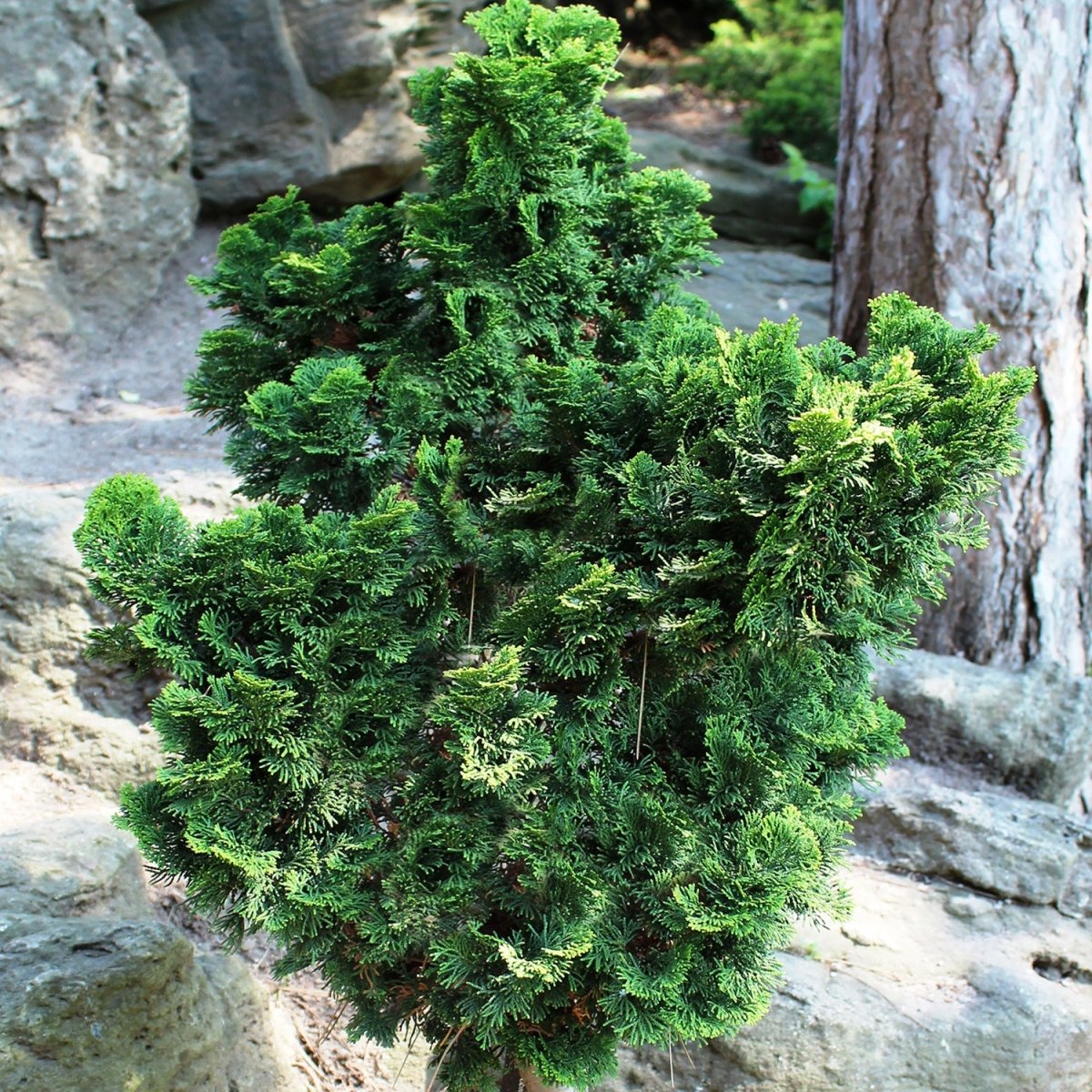Slender Hinoki False Cypress – LandscapeDirect