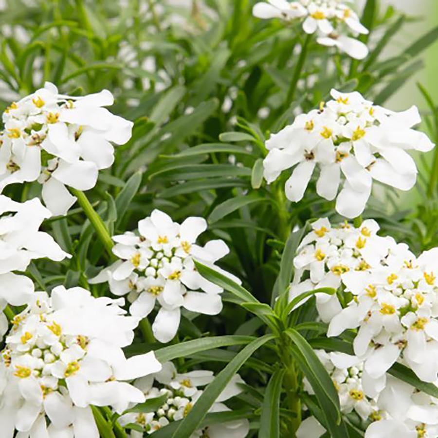 Snow Flurries Candytuft – LandscapeDirect
