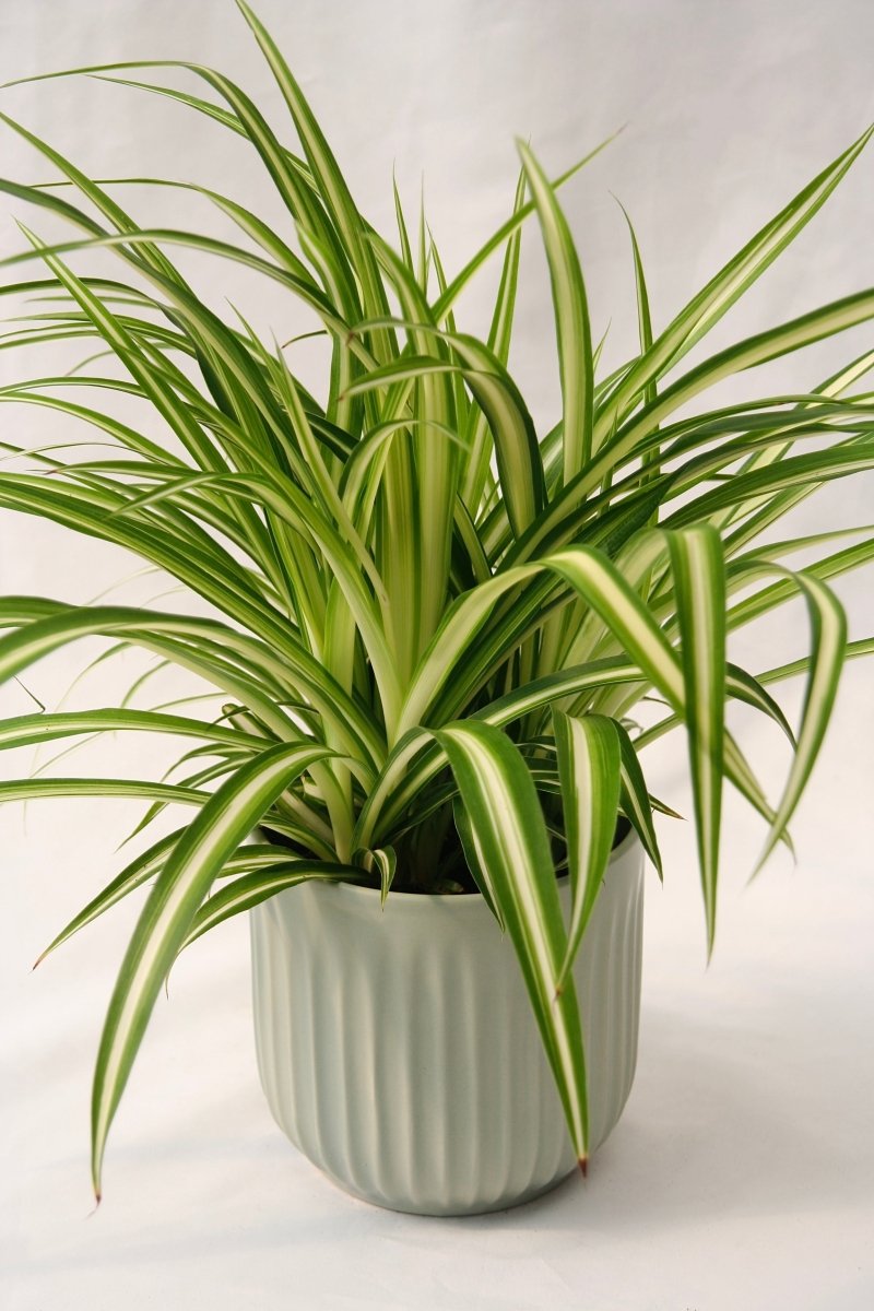 Plante araignée 5