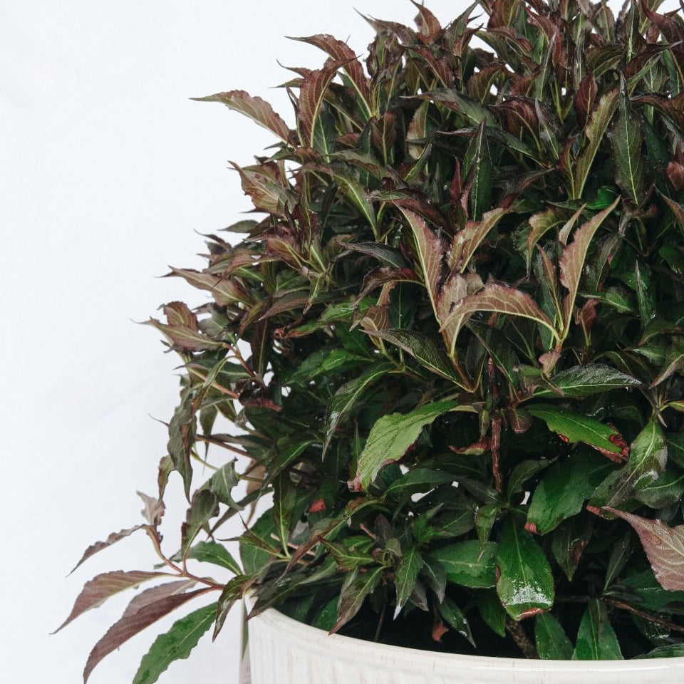 Spilled Wine-Weigela – LandscapeDirect