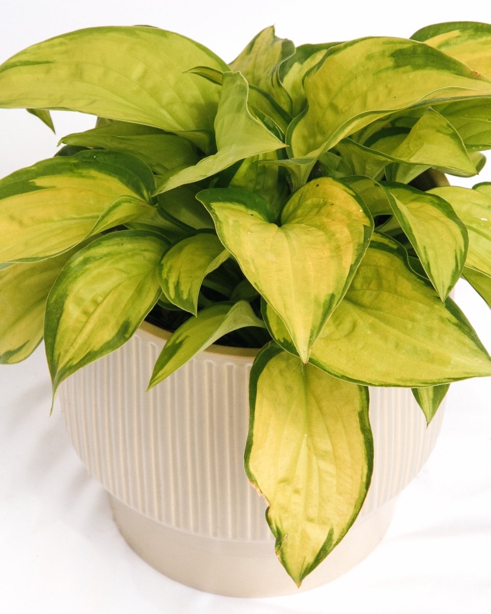 Stained Glass Hosta - LandscapeDirect