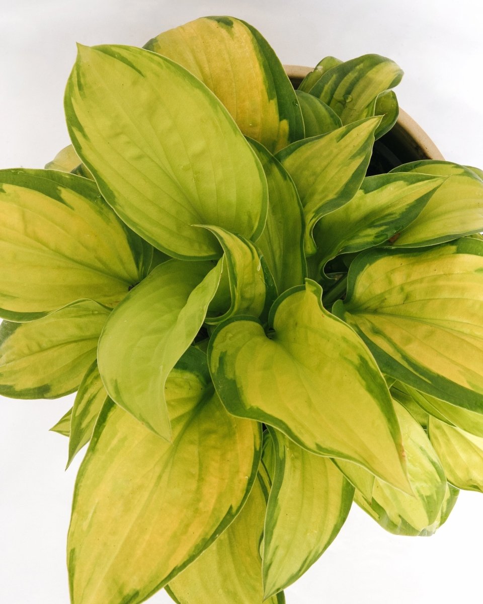 Stained Glass Hosta - LandscapeDirect