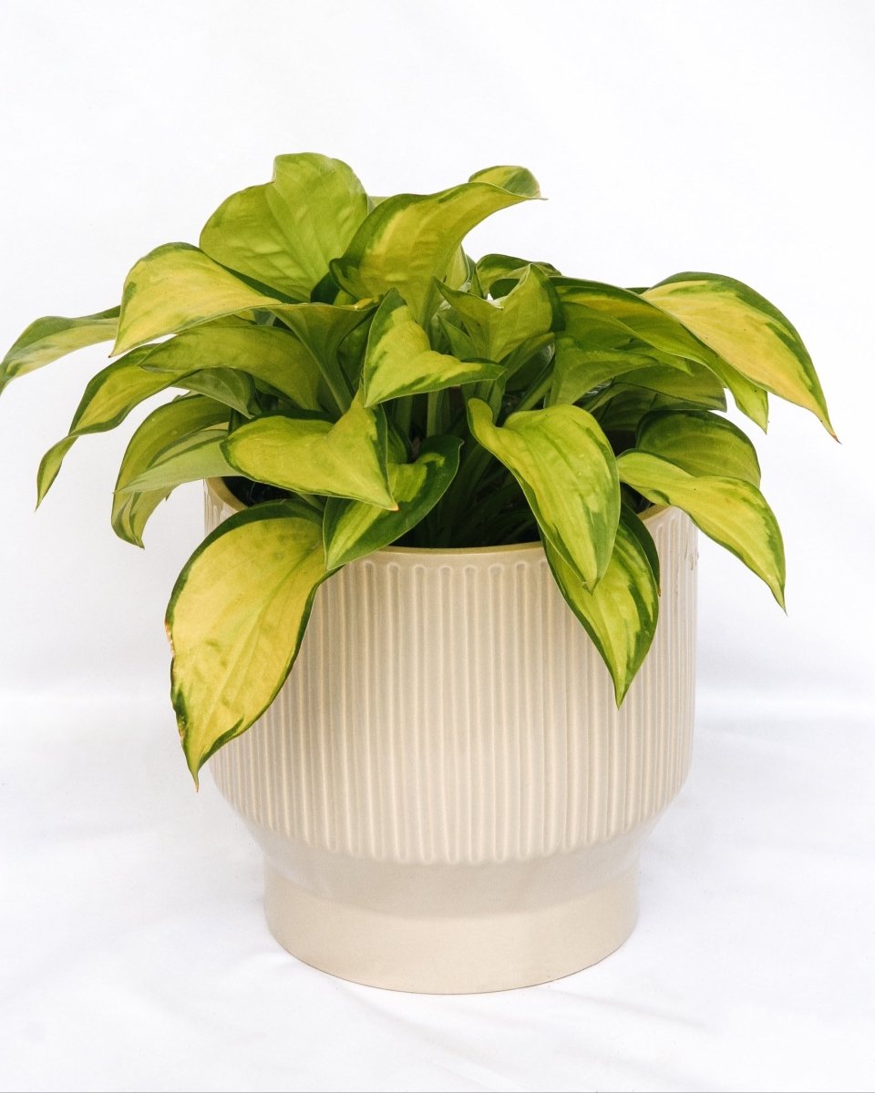 Stained Glass Hosta - LandscapeDirect