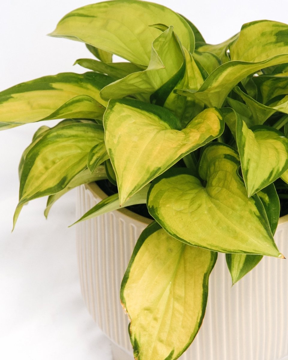 Stained Glass Hosta - LandscapeDirect