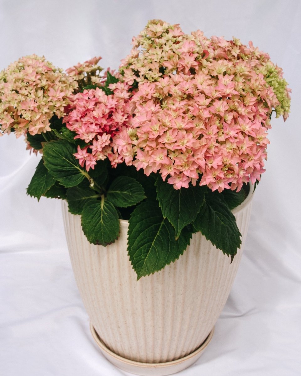 Starfield Hydrangea - LandscapeDirect
