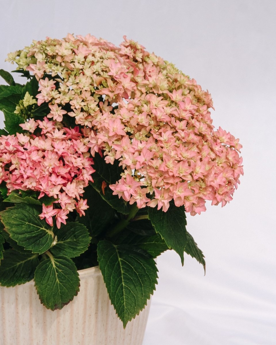 Starfield Hydrangea - LandscapeDirect