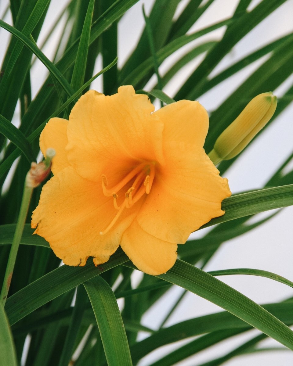 Stella de Oro Daylily - LandscapeDirect