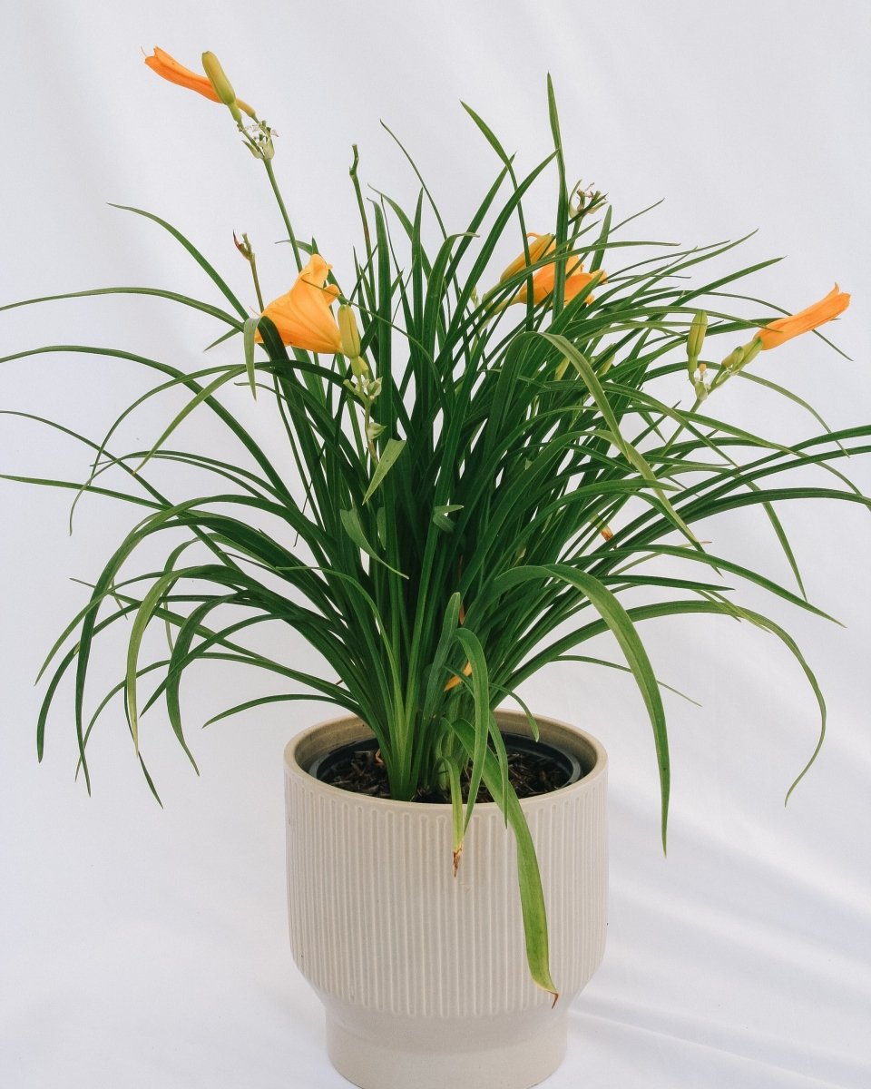 Stella de Oro Daylily - LandscapeDirect