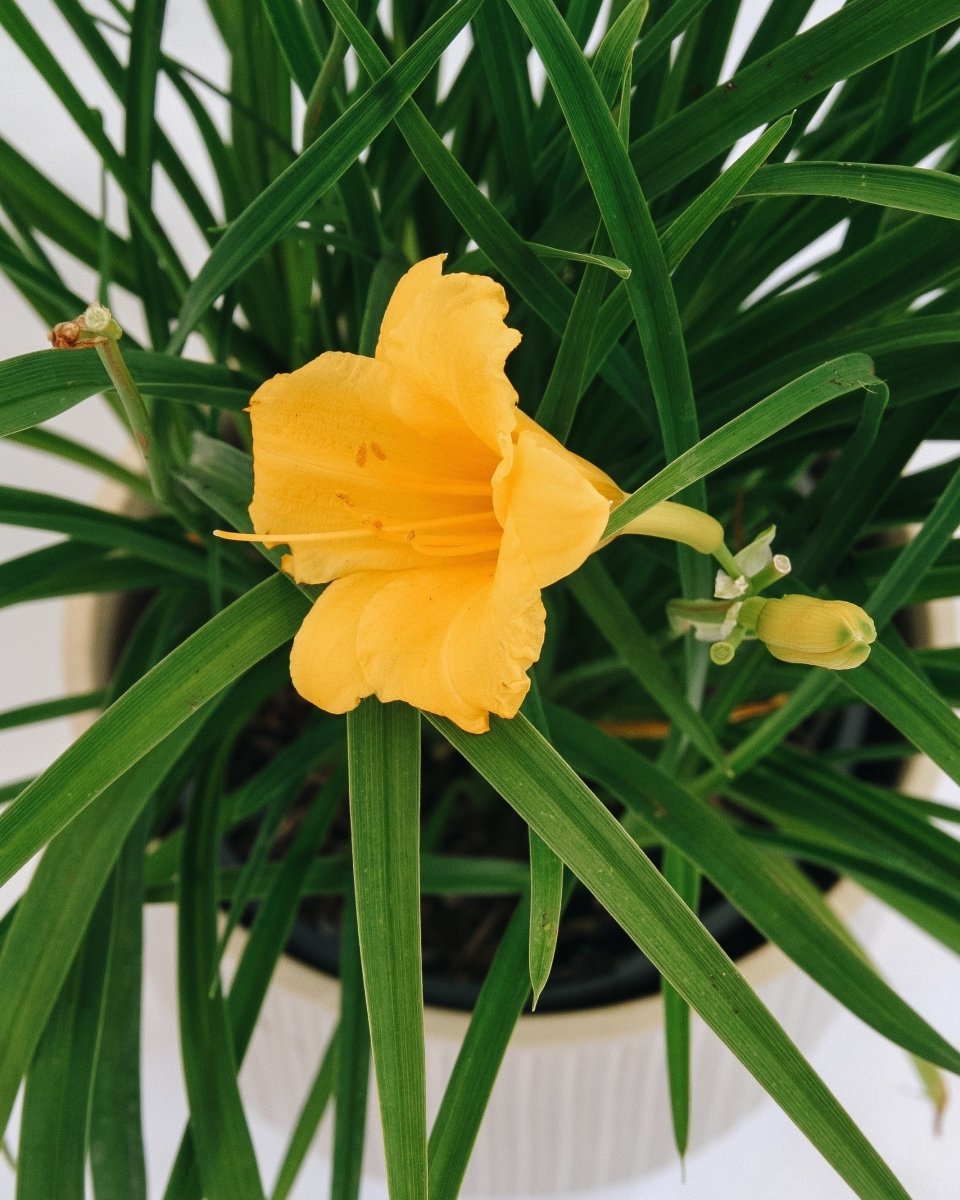 Stella de Oro Daylily - LandscapeDirect