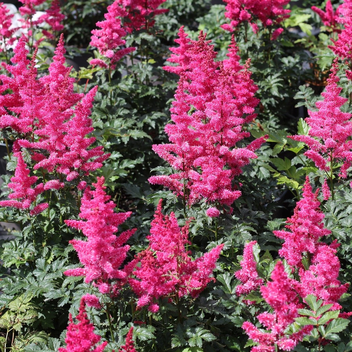 strawberry seduction yarrow seeds Strawberry Seduction Yarrow – LandscapeDirect