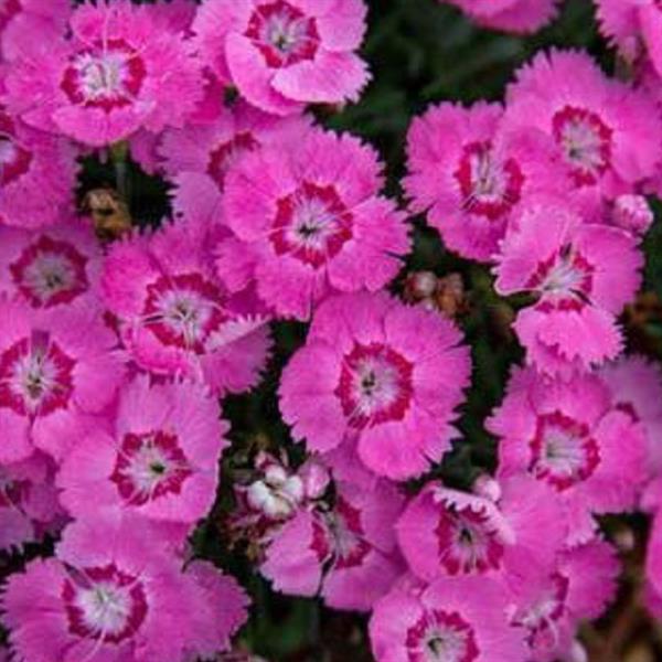 Strawberry Tart EverBloom Pinks - LandscapeDirect