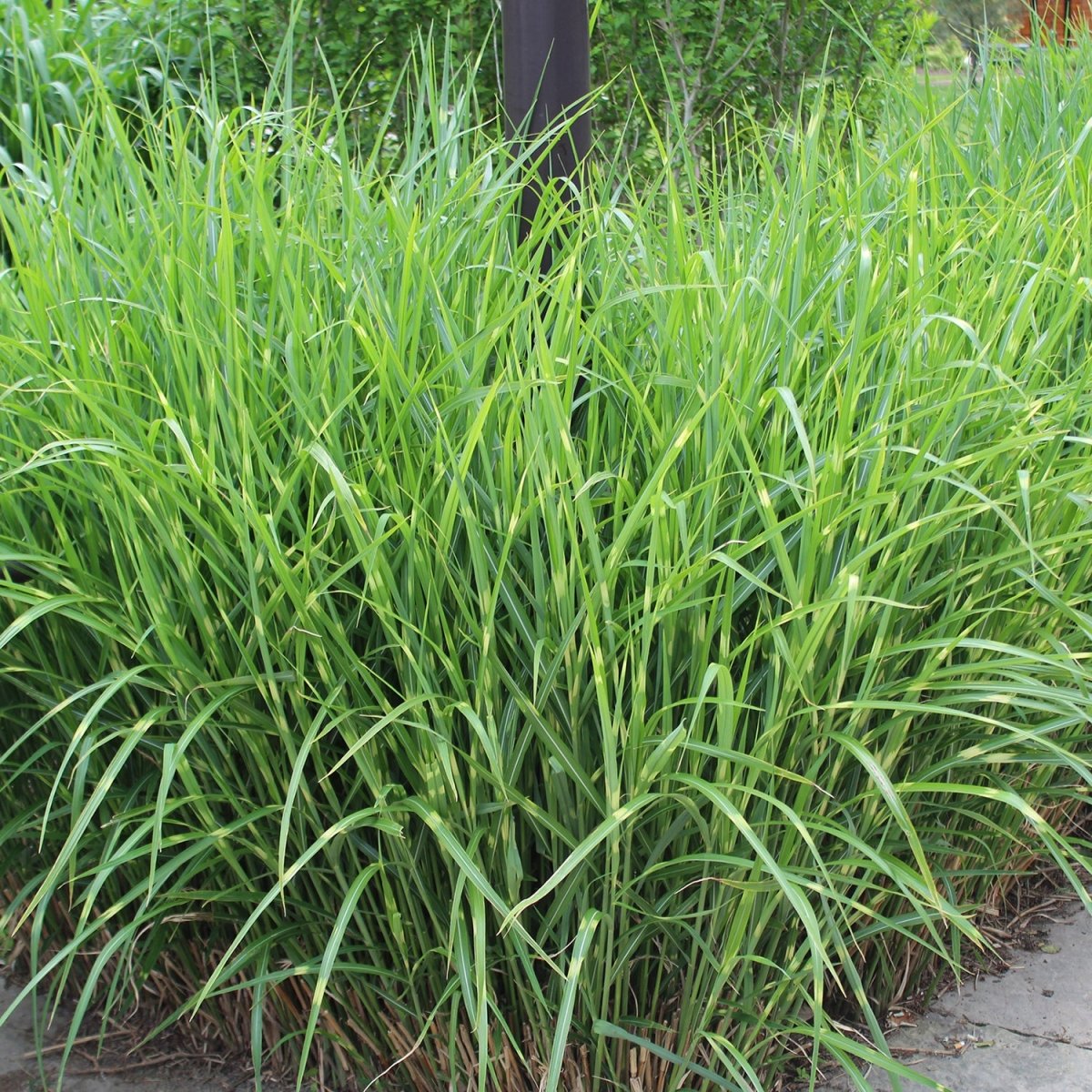 Strictus Maiden Grass - LandscapeDirect
