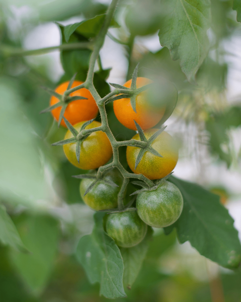 Sun Gold Orange Cherry Tomato - LandscapeDirect